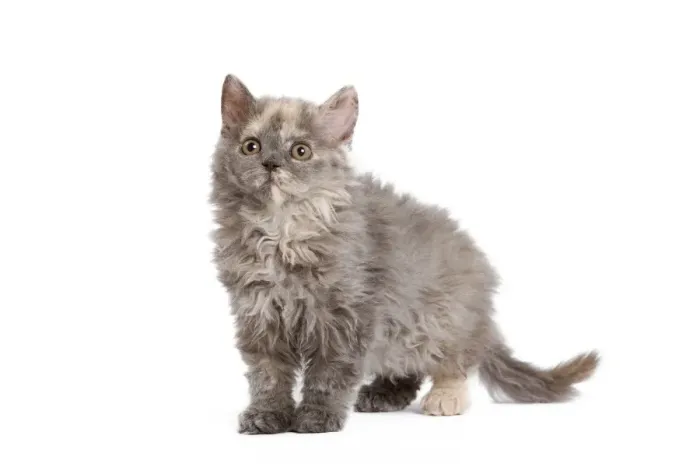 Framed Print : Cat - Selkirk Rex kitten in studio Framed Print : Cat - Selkirk Rex kitten in studio