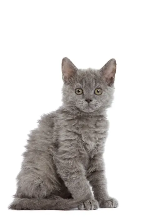 Framed Print : Cat - Selkirk Rex kitten in studio Framed Print : Cat - Selkirk Rex kitten in studio