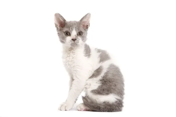 Framed Print : Cat - Selkirk Rex kitten in studio Framed Print : Cat - Selkirk Rex kitten in studio