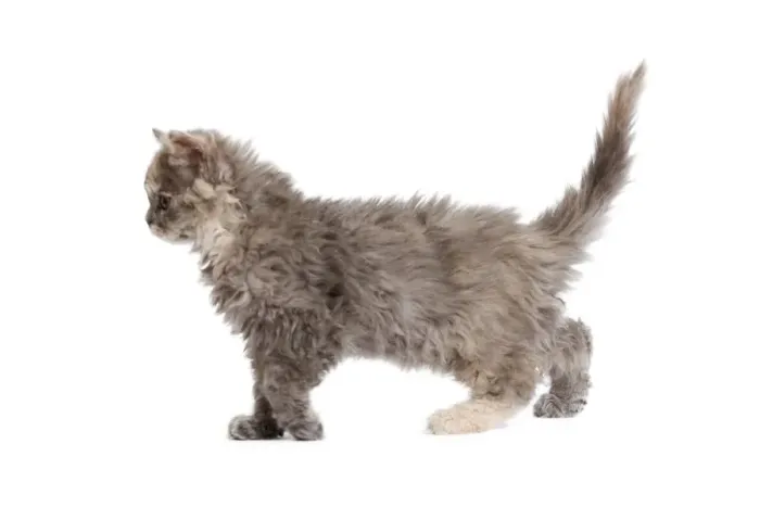 Framed Print : Cat - Selkirk Rex kitten in studio Framed Print : Cat - Selkirk Rex kitten in studio