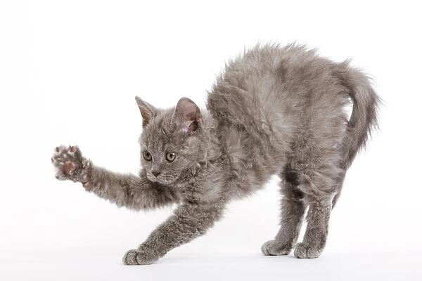 Cat - Selkirk Rex kitten in studio - arching back and stretching