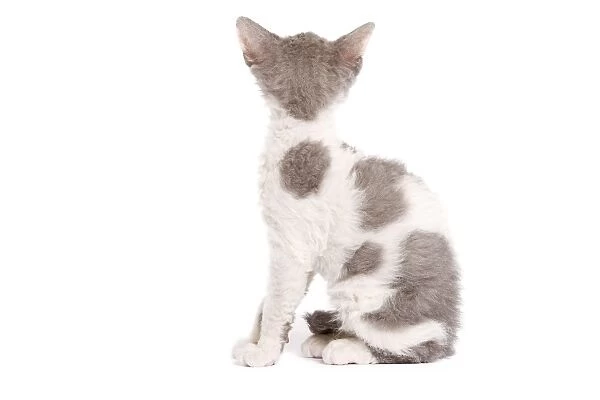 Cat - Selkirk Rex kitten in studio - back view of head