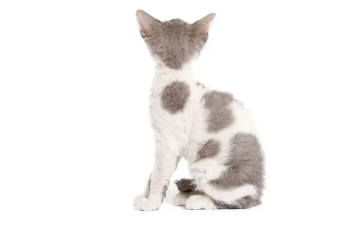Framed Print : Cat - Selkirk Rex kitten in studio - back view of head Framed Print : Cat - Selkirk Rex kitten in studio - back view of head