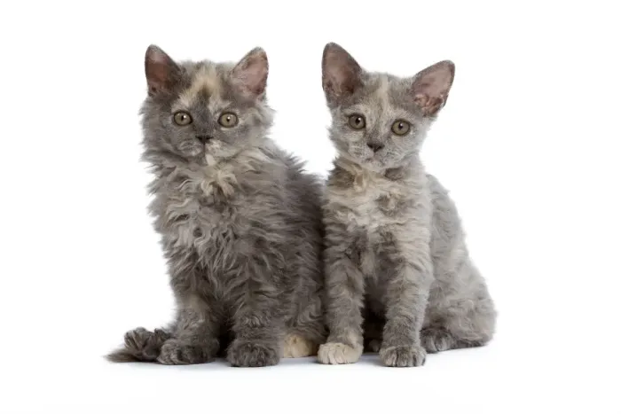 Framed Print : Cat - Selkirk Rex kittens in studio Framed Print : Cat - Selkirk Rex kittens in studio