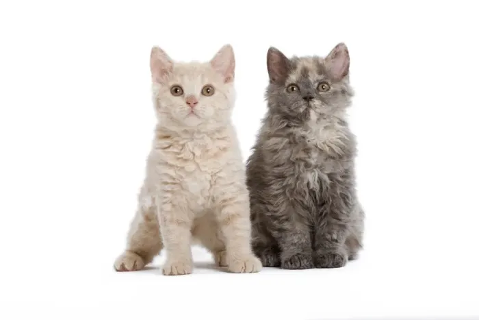 Framed Print : Cat - Selkirk Rex kittens in studio Framed Print : Cat - Selkirk Rex kittens in studio