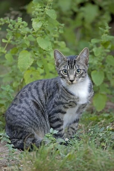 Cat - semi-feral - Oregon - USA