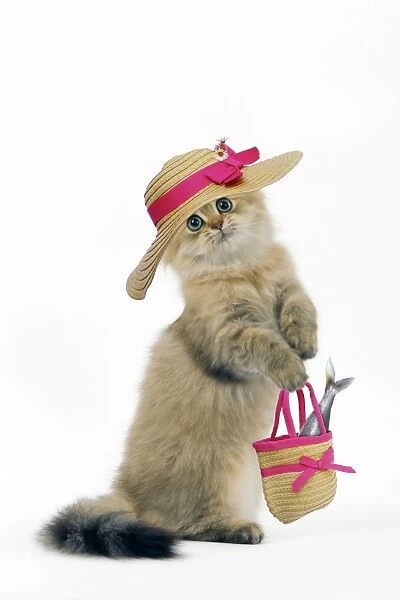 Cat - Shaded Golden Perisan on hind legs, wearing hat & carrying handbag with Fish. Digital Manipulation: Su hat & handbag, LA fish