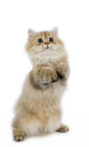 Cat - Shaded Golden Persian on hind legs