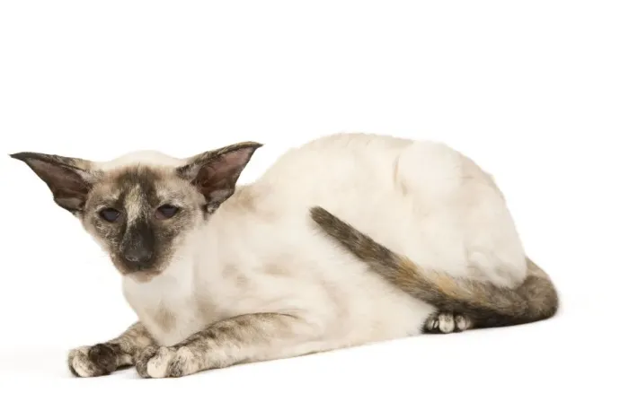 Framed Print : Cat - Siamese Framed Print : Cat - Siamese