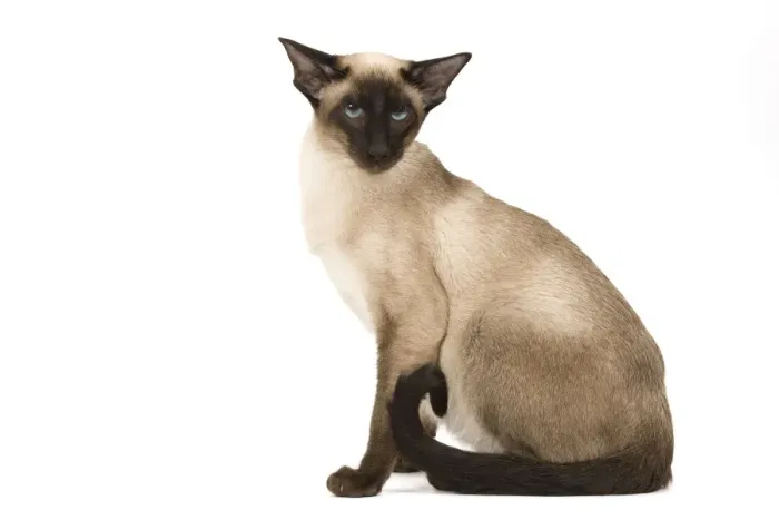Framed Print : Cat - Siamese Framed Print : Cat - Siamese