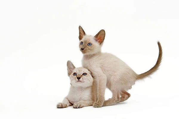 Cat - Siamese - two kittens in studio