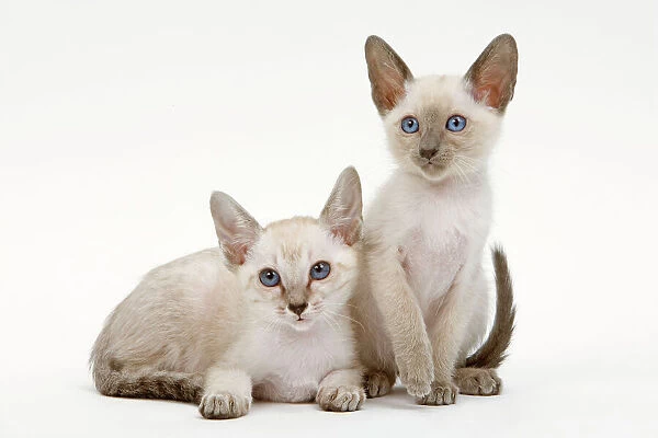Cat - Siamese - two kittens in studio