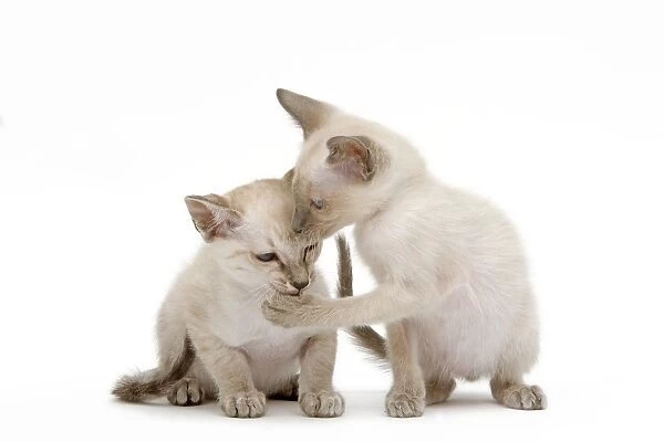 Cat - Siamese - two kittens in studio grooming each other
