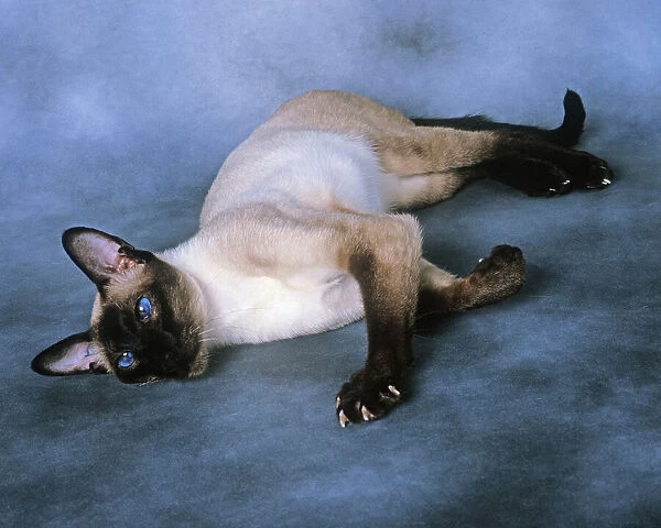 Cat - Siamese Seal Point - Lying down