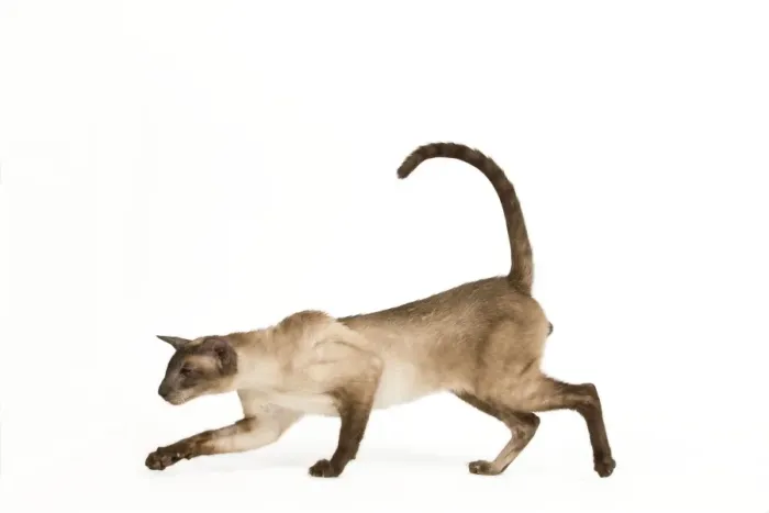 Framed Print : Cat - Siamese Seal Smoke Point Framed Print : Cat - Siamese Seal Smoke Point