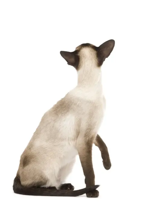 Framed Print : Cat - Siamese in studio - seal point colouring Framed Print : Cat - Siamese in studio - seal point colouring