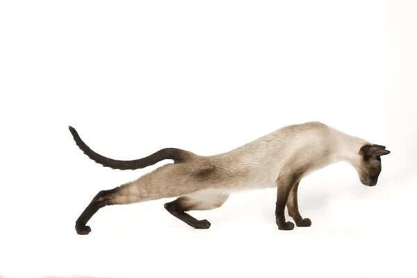 Cat - Siamese in studio - seal point colouring