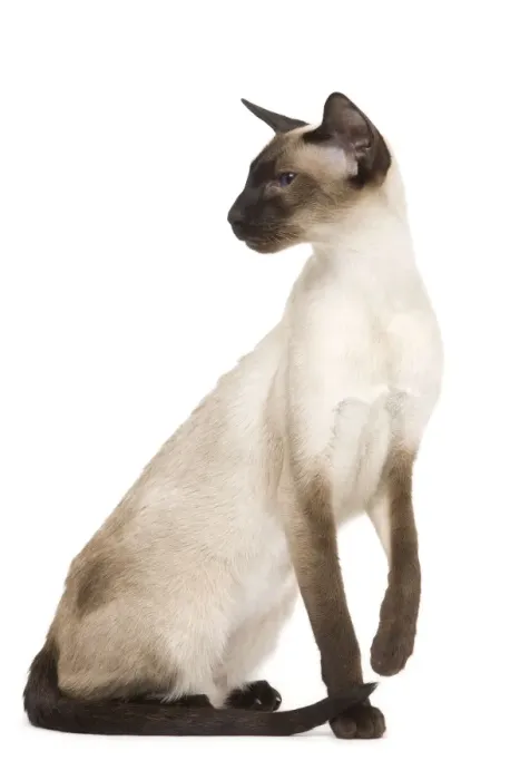 Framed Print : Cat - Siamese in studio - seal point colouring Framed Print : Cat - Siamese in studio - seal point colouring