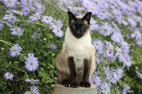 CAT. Siamese x Balinese Seal Point
