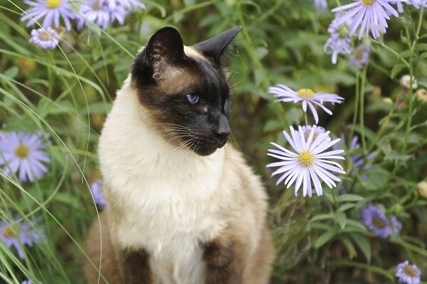 CAT. Siamese x Balinese Seal Point