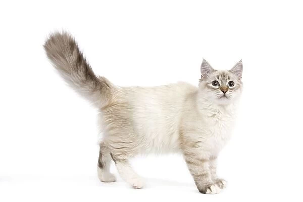 Cat - Siberian