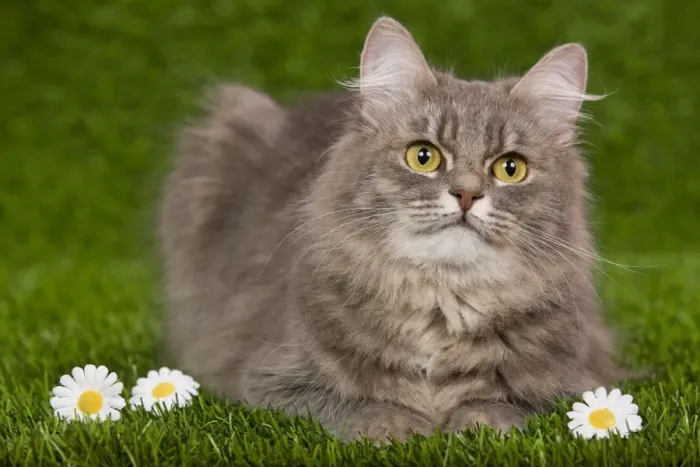 Framed Print : Cat - Siberian Blue Mackerel Tabby - sitting down on grass amongst flowers Framed Print : Cat - Siberian Blue Mackerel Tabby - sitting down on grass amongst flowers