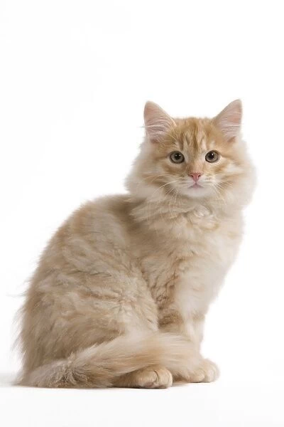 Cat - Siberian Cat