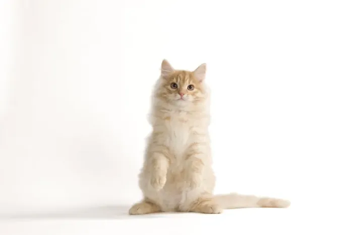 Framed Print : Cat - Siberian Cat - on hind legs Framed Print : Cat - Siberian Cat - on hind legs