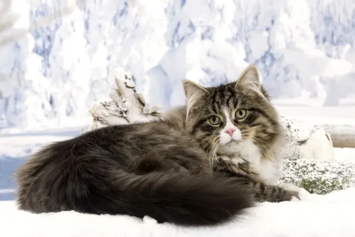 Framed Print : Cat - Siberian Cat sitting in snow