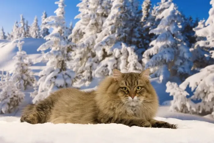 Framed Print : Cat - Siberian Cat - in snow