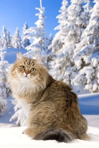 Cat - Siberian Cat - in snow