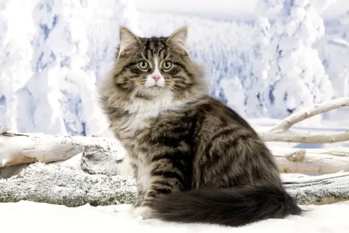 Framed Print : Cat - Siberian Cat - in snow Framed Print : Cat - Siberian Cat - in snow