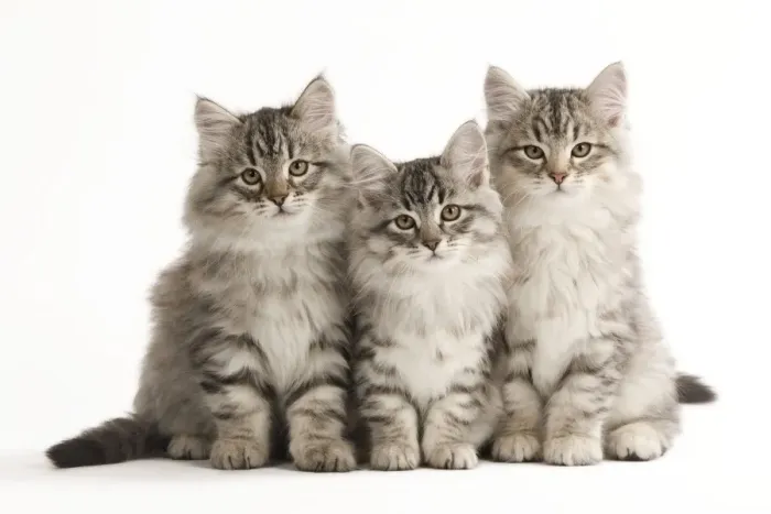 Framed Print : Cat - Siberian Cats - sitting together Framed Print : Cat - Siberian Cats - sitting together