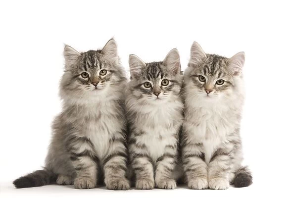 Cat - Siberian Cats - sitting together