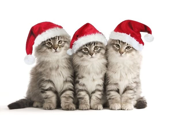Cat - Siberian Cats - sitting together wearing Christmas hats Digital Manipulation: Hats (Su)