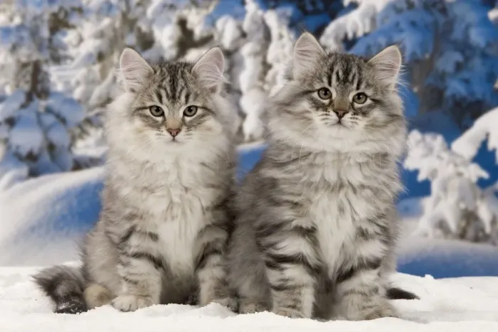 Framed Print : Cat - Siberian Cats - in snow Framed Print : Cat - Siberian Cats - in snow