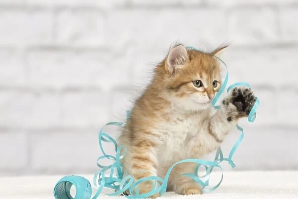 Cat - Siberian kitten - playing with decoration tape