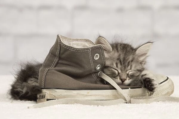 Cat - Siberian kitten - sleeping on old shoe  / 