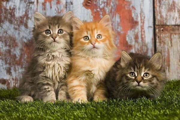 Cat - Siberian kittens