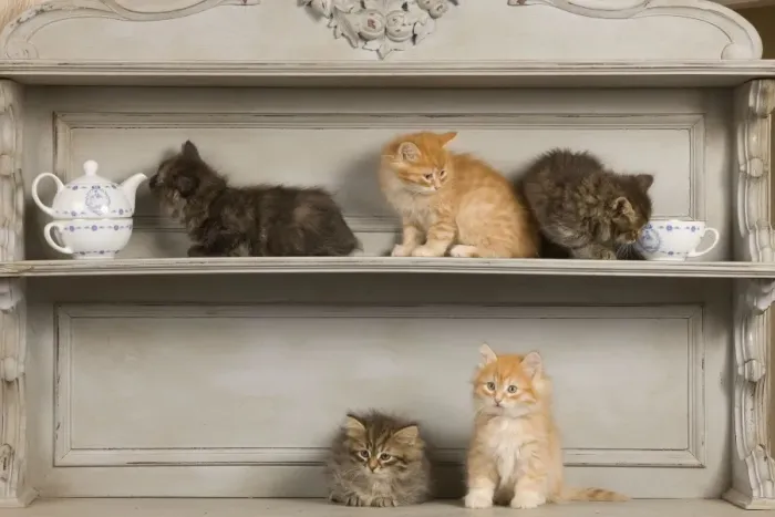 Framed Print : Cat - Siberian Kittens - on shelf Framed Print : Cat - Siberian Kittens - on shelf