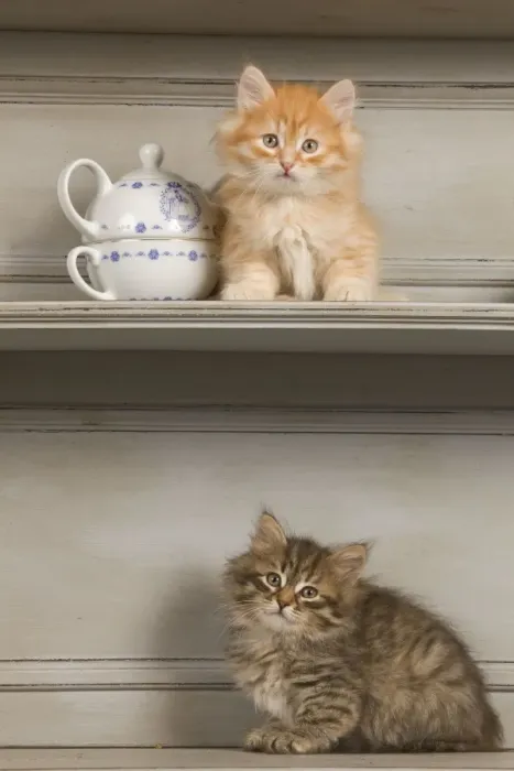 Framed Print : Cat - Siberian Kittens - on shelf with tea cup Framed Print : Cat - Siberian Kittens - on shelf with tea cup