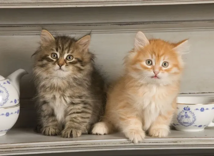 Framed Print : Cat - Siberian Kittens - on shelf with tea cup