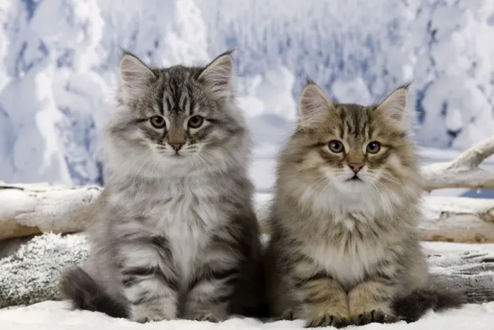 Framed Print : Cat - Siberian Kittens - in snow Framed Print : Cat - Siberian Kittens - in snow