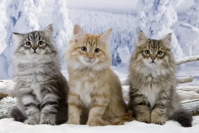 Framed Print : Cat - Siberian Kittens - in snow Framed Print : Cat - Siberian Kittens - in snow