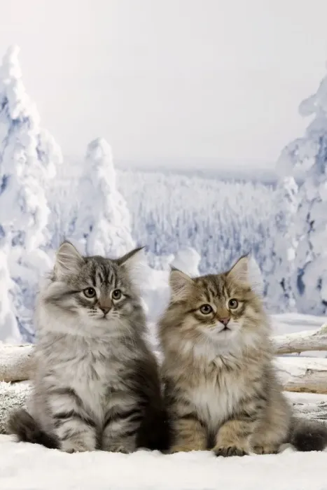 Framed Print : Cat - Siberian Kittens - in snow Framed Print : Cat - Siberian Kittens - in snow