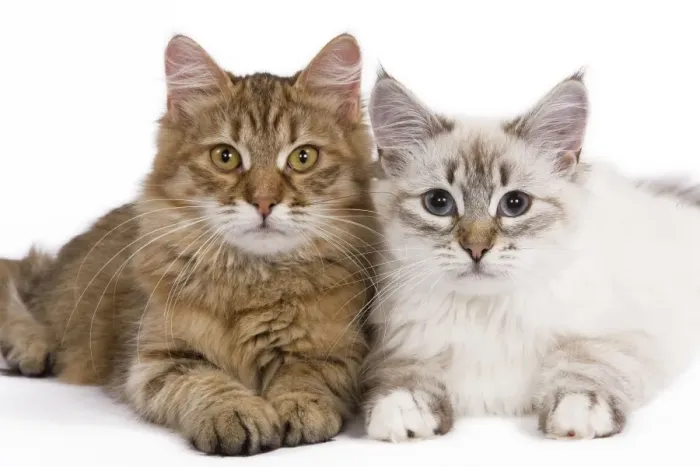 Framed Print : Cat - Siberian - two lying down together Framed Print : Cat - Siberian - two lying down together