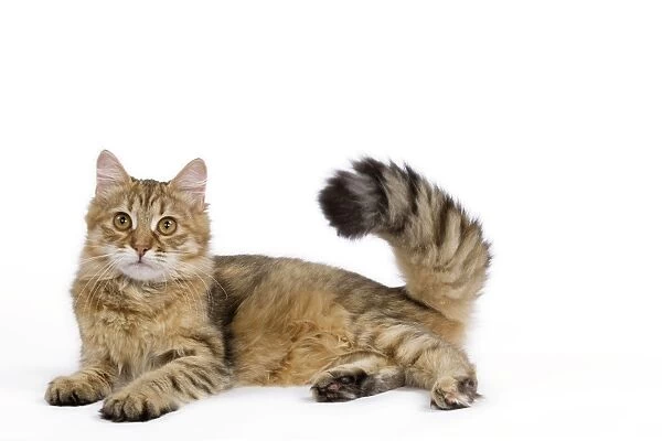 Cat - Siberian - lying down