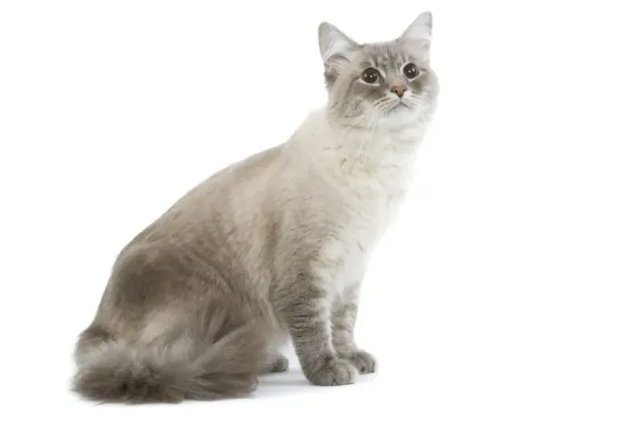 Framed Print : Cat - Siberian / Neva Masquerade blue tabby point in studio Framed Print : Cat - Siberian / Neva Masquerade blue tabby point in studio