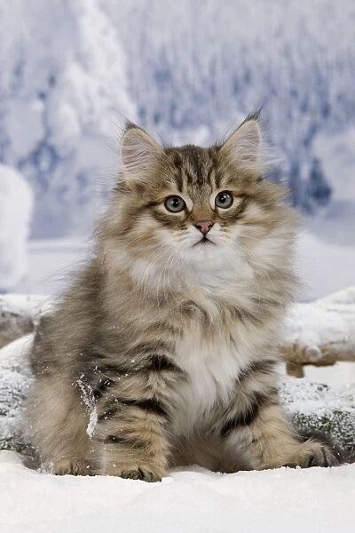Cat - Siberian - in snow
