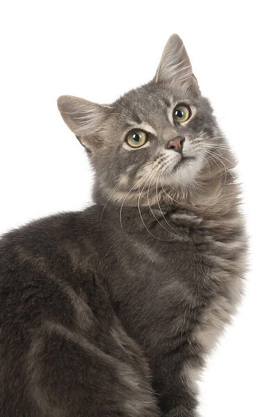 CAT. silver grey tabby, sitting with head turned, portrait, studio, white background